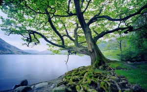 A tree planted by steams of water.