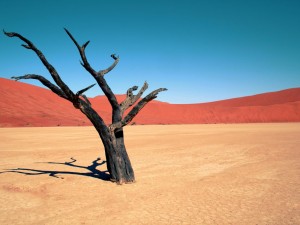 A tree in the desert.